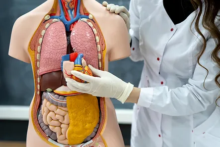 Curso de Especialização em Anatomia Humana
